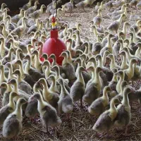 جوجه غاز دو ماه و نیمه اکراینی