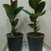 گیاه فیکوس
