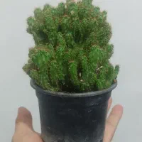 گل صخره ایی