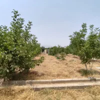 باغ شهری|فروش زمین و ملک کلنگی|سیدان, |دیوار