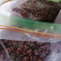 غذای گربه