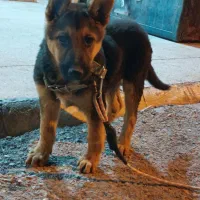 توله ژرمن ورک نر|سگ|لار, |دیوار