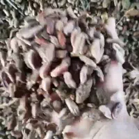 هسته ی خرما