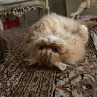 گربه پرشین گارفیلدی|گربه|تبریز, |دیوار