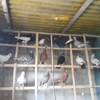 کبوتر پرنده