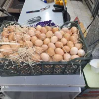 تخم مرغ روستایی