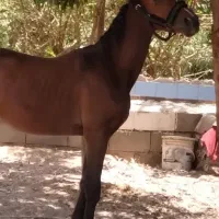 اسب ۳ ساله ..برگه کشش داره