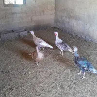 بوقلمون محلی ۴۵۰