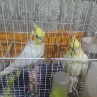 یک جفت لوتینو|پرنده|مشهد, شهید قربانی|دیوار