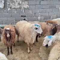 دام زنده افشاری