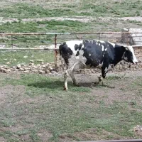 فروش دو عدد گاوشیری درجه یک بالای ۳۰ کیلو