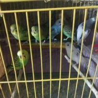 مرغ عشقان مرتب تمیز جفتی ۲۵۰|پرنده|نورآباد ممسنی, |دیوار