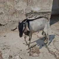 کهره نر دوقلو|حیوانات مزرعه|خمیر, |دیوار