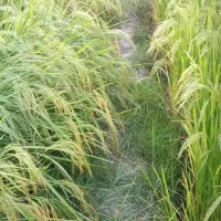 برنج عنبربو