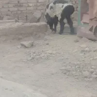 سه عدد بره نر و یک ماده ابست