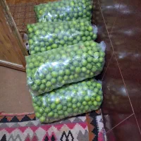 فروش باغ مرکبات