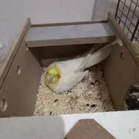 عروس هلندی سر تخم