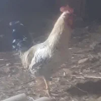 خروس جوان مست و اردک ماده