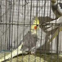 جفت عروس هلندی
