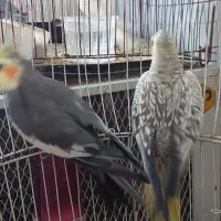 پرنده