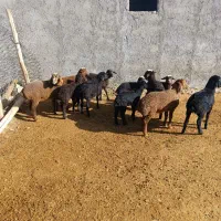 فروش میش|حیوانات مزرعه|بشاریات, |دیوار