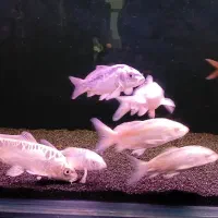 کوی پوست چرم