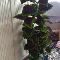 گل طبیعی|گل و گیاه طبیعی|صحنه, |دیوار