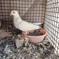 کفتر نقش ( رنگی و پلاکی)|پرنده|بیرجند, |دیوار