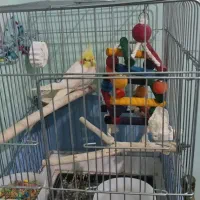 عروس هلندی نر سخنگو