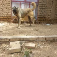 سگ سرابی|سگ|ضیاء آباد, |دیوار