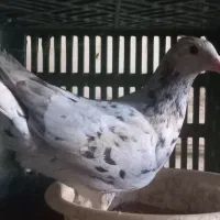 گمشده