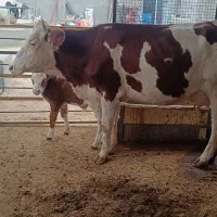 گاو سمینتال گوساله نر