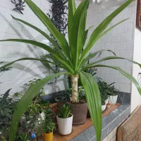 گل خونه|گل و گیاه طبیعی|شیراز, شهرک مطهری|دیوار