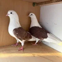 کبوتر کفتر|پرنده|هشتگرد, شهرک راه آهن|دیوار