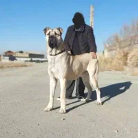 سگ کانگال .سراب.قفقازی.الابای نگهبان|سگ|شیراز, ارم|دیوار