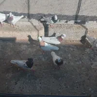 ۴۰ عدد کبوتر طوقی کاکلی|پرنده|عجب شیر, |دیوار