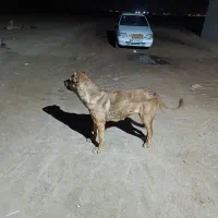 سلام ماده سرابی گله‌ای به شرط