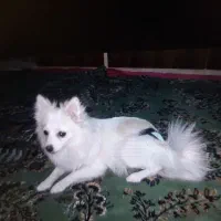 فوش سگ بانژاد پامرواگرگی بخاطر جابجایی|سگ|نسیم‌شهر, |دیوار