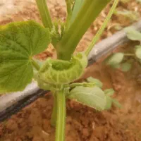 کارگر گلخانه همراه با محل اقامت