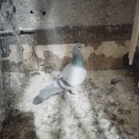 ۴عدد ماده|پرنده|بیرجند, |دیوار