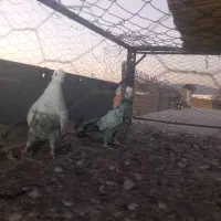 دم سبز  کاکل جوجه بندی|پرنده|شیراز, شهرک مطهری|دیوار