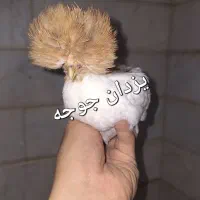 عرضه جوجه برهما سلطان لهستانی فول کیفیت سنین مختلف