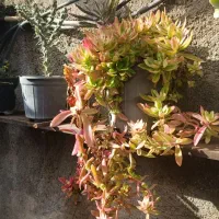 فروش گل‌های زیبای آپارتمانی