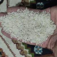 انواع برنج محلی و ایرانی|خوردنی و آشامیدنی|شیراز, احمدی جنوبی|دیوار