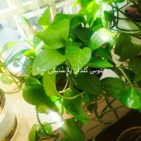 گل طبیعی|گل و گیاه طبیعی|شاهینشهر, حافظ جنوبی|دیوار