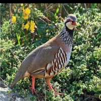 جوجه بلدرچین کوهی