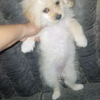 سگ پامرشیتز|سگ|بندر کنگان, |دیوار