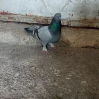 کبوتر|پرنده|بابا حیدر, |دیوار