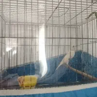 قناری ماده هوش هوش