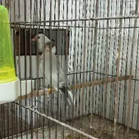 فنچ نرگسی اورنج بنگالی و معمولی|پرنده|شاهرود, |دیوار